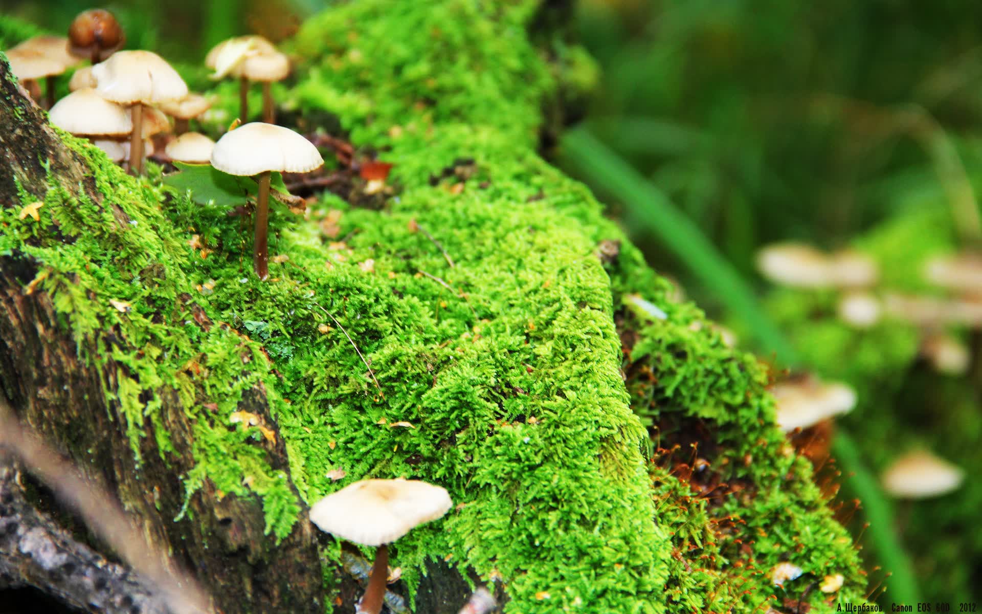 世界体操单项赛赛事志愿者长期支持基金完成首轮发放,世界体操大赛包括
